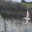 Fulmar boréal dans la Somme